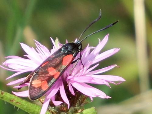 Réf. 209 458 : Zygaena sp.